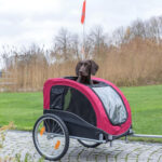 velo-electrique-avec-remorque-pour-chien-confortable.jpg